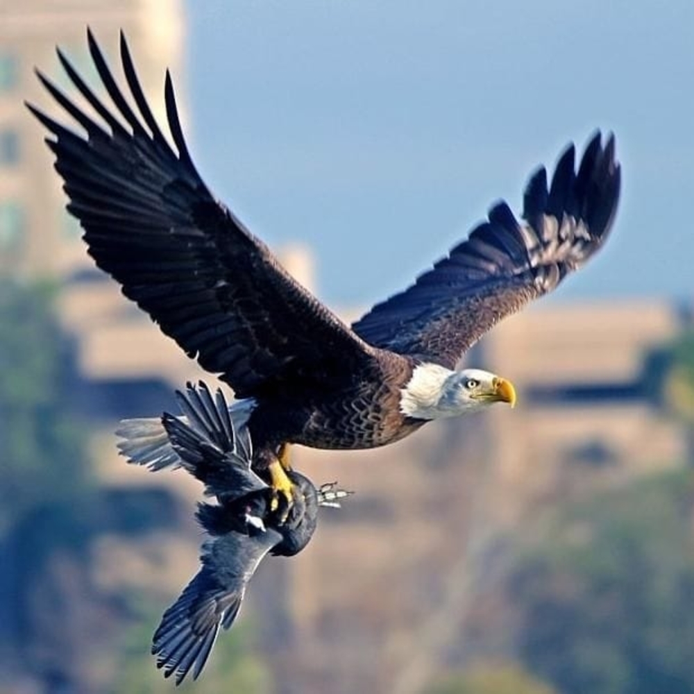 Meet your Posher, Dorian